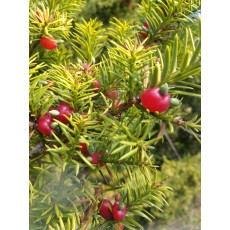 Podocarpus totara